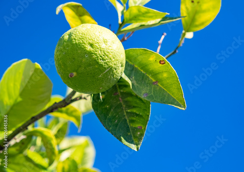 Fresh lime hangs on a tree branch under a clear blue sky in a sunny environment during the day