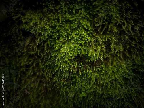Green moss illustration background