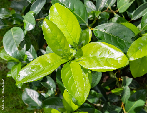 Green leaves grow on a bush in a garden under bright sunlight during a warm afternoon in spring