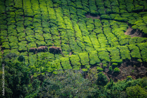 Photography Indian elephant (Elephas maximus indicus), Wild Tusker from Chinnar, Munnar, Ker