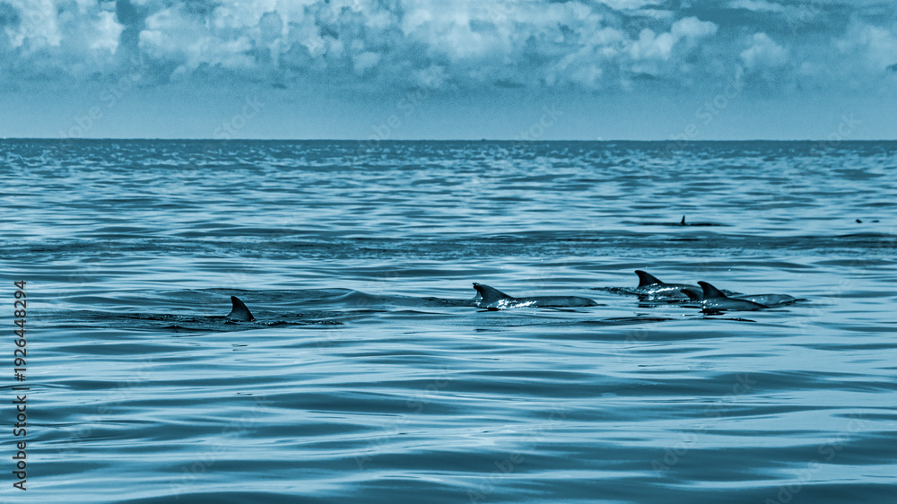 Naklejka premium african dolphins in indian ocean