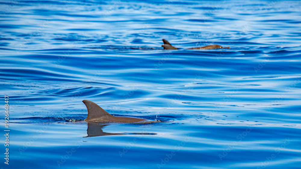 Fototapeta premium african dolphins in indian ocean