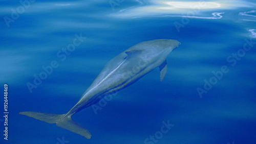 Photography african dolphins in indian ocean