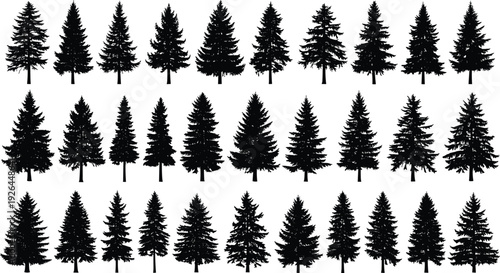 Pine tree silhouettes collection, evergreen conifer forest trees isolated on white background for landscape design use