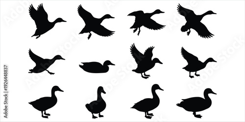 Set of Duck Silhouettes in Flight and Standing Poses on White Background bird waterfowl