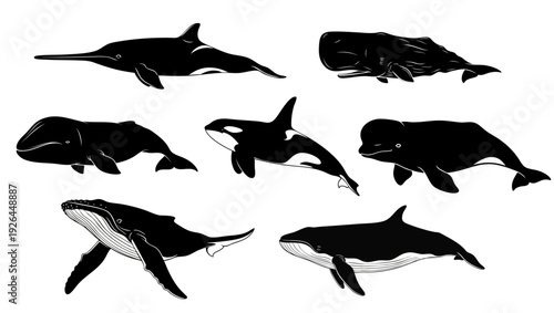 A collection of whale silhouettes consisting of beluga whales, orcas, humpback whales, bowhead whales, omura whales, beaked whales, and sperm whales in a simple vector style.