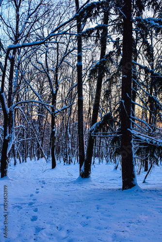 Human Footprints Leading Through Deep Snow in Winter Forest Landscape