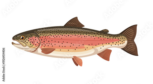 Detailed illustration of a rainbow trout fish on white background