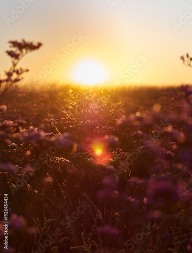 Flower meadow in sunrise at morning. Selective focus.