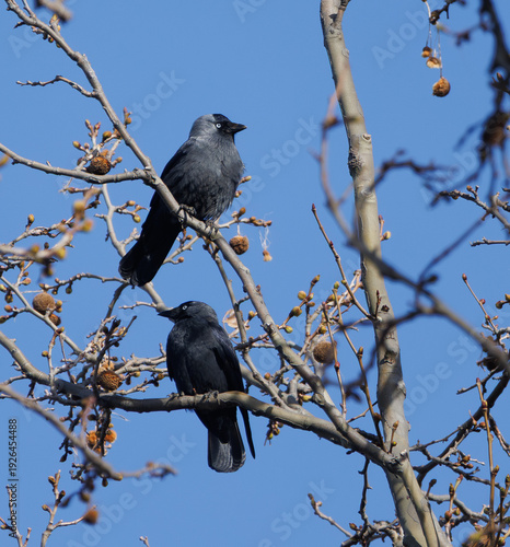 Wallpaper Mural couple de choucas, ou corneille des clochers, perché dans les platanes Torontodigital.ca