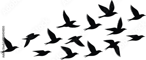Bird silhouettes flying in formation across white background, dynamic flock motion vector illustration for nature, wildlife, freedom, migration concept design