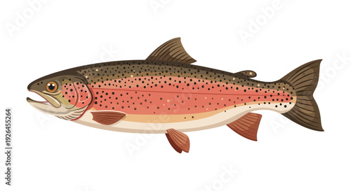 Detailed illustration of a rainbow trout fish on white background