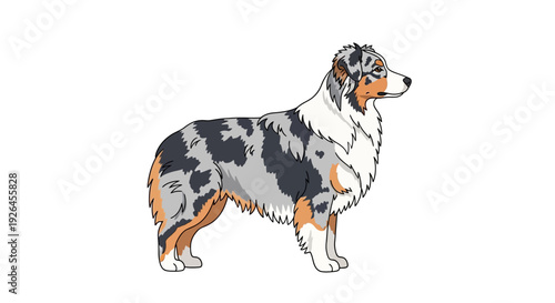 Illustration of an Australian Shepherd Dog in Profile View