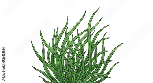 Vibrant green succulent plant on white background