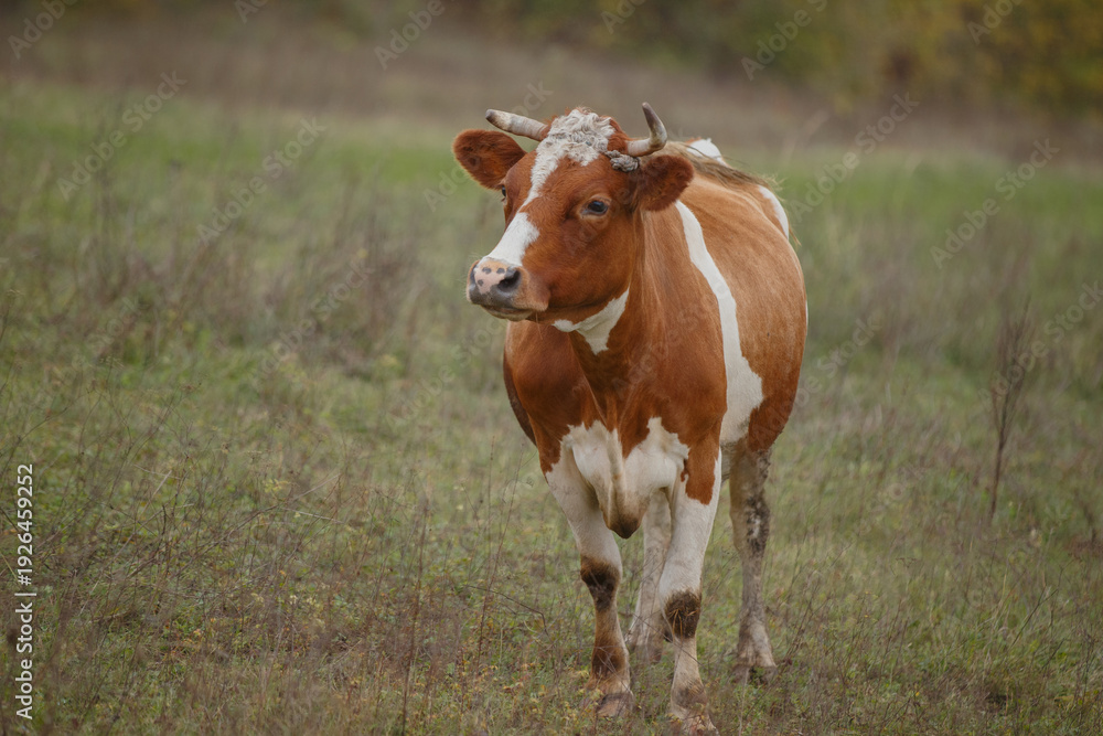 Fototapeta premium Brown and white cow grazing in rural field