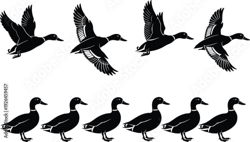 Duck silhouette vector illustration, flying and standing positions, black and white bird design, wildlife art, nature graphic, waterfowl artwork, outdoor animal theme