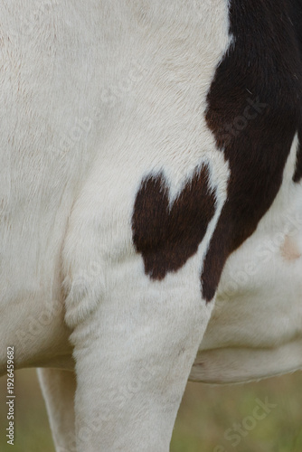 Dairy cow's fur forming natural heart shape pattern