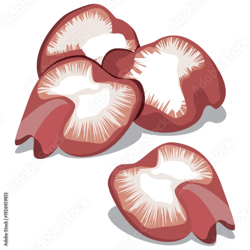 raw chicken gizzard vector drawing.