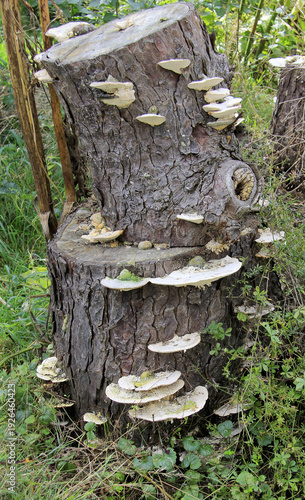 Champignons parasites sur le tronc de l arbre