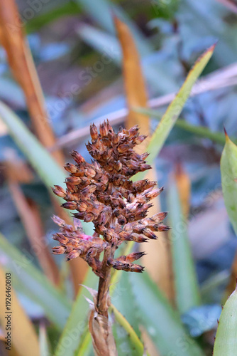 plante et ses graines sous le soleil de l hiver