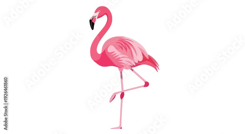 Pink Flamingo Standing on One Leg Isolated on White Background