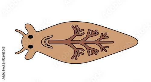 Flatworm illustration with detailed anatomical features in vector style