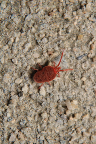 Trombicula autumnalis insect macro photo