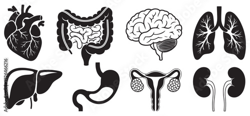 Human anatomy line art set, heart, brain, lungs, liver, stomach, intestines, uterus, kidneys, medical illustration, healthcare education graphics, vector