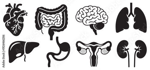 Graphic human anatomy line art, heart, brain, lungs, liver, stomach, intestines, uterus, kidneys, medical teaching, educational vector set