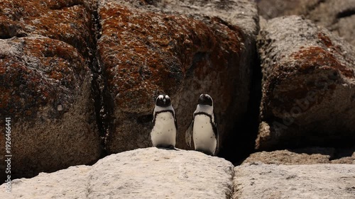 A solitary African penguin walking along the sandy shore of Boulders Beach in Simonstown, exploring the coastline with its waddling gait, surrounded by pristine sand, gentle waves, and natural coastal