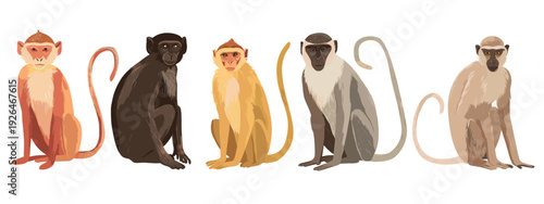 vector illustration of a set of monkeys