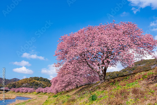 Beautiful Kawazu cherry blossoms blooming along the river in early spring.