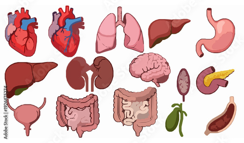 Fun Cartoon Vector Icons of Human Internal Organs on White Background
