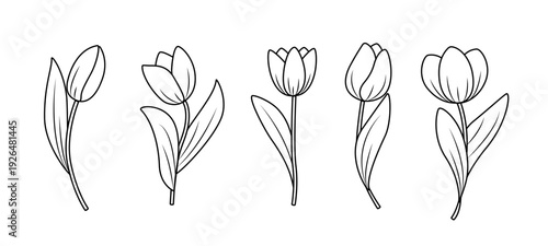 Hand drawn set of tulip flowers. Tulips flower and bud outline. Vector illustration on a white background
