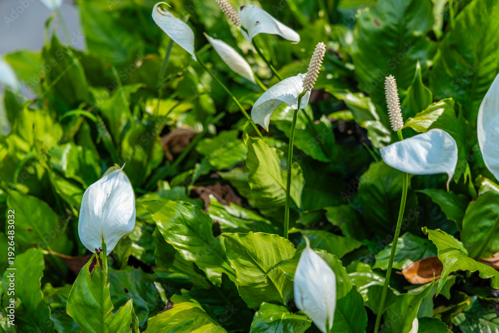 Obraz premium White peace lily flowers blooming among lush green leaves in an outdoor garden setting, Spathiphyllum wallisii botanical growth, natural sunlight on tropical plants.