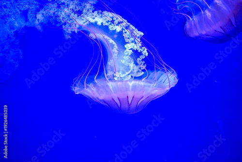 Oceanographic museum in modern Valencia