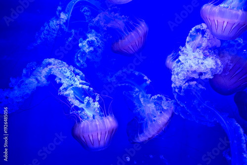 Oceanographic museum in modern Valencia