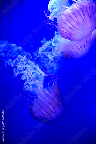 Oceanographic museum in modern Valencia