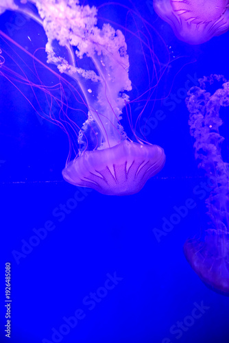 Oceanographic museum in modern Valencia