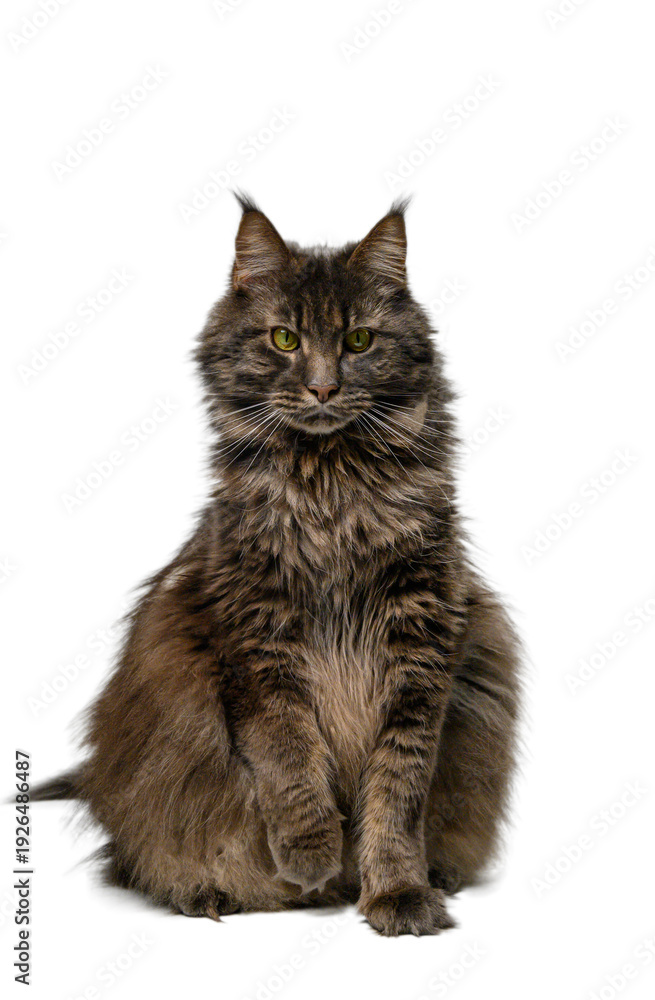 Obraz premium Gray Maine Coon Cat Isolated on White