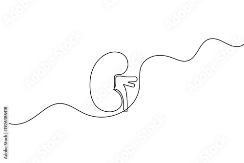 Human kidney outline vector illustration created with a single continuous line minimalist art