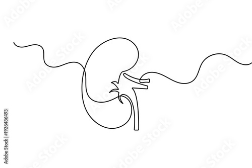 Human kidney outline vector illustration created with a single continuous line minimalist art