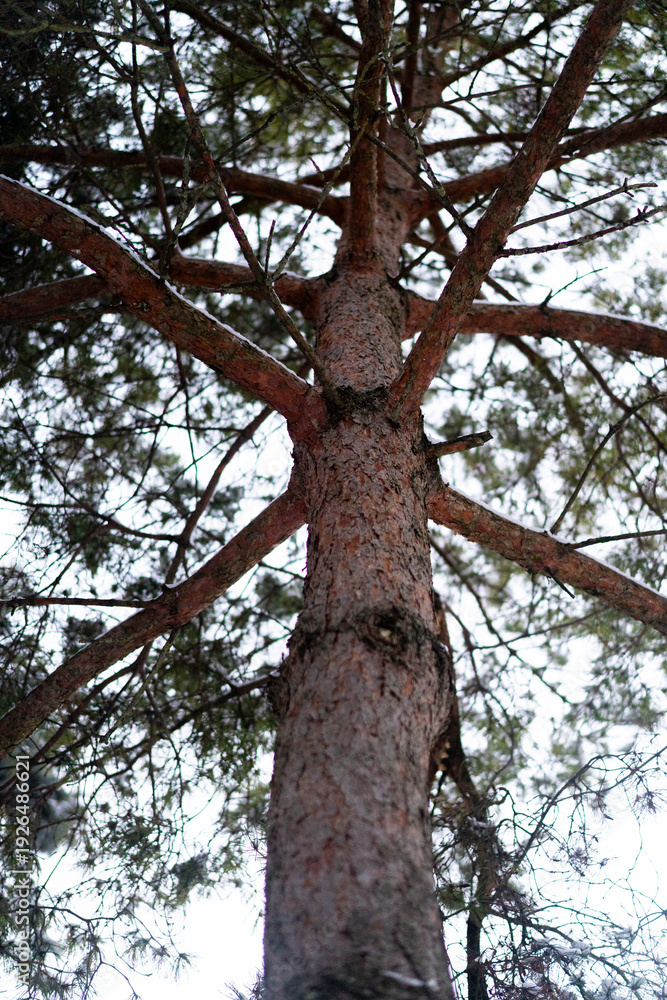 Fototapeta premium A low-angle, upward perspective of a sturdy pine tree trunk with textured bark and spreading branches against a bright winter sky. Atmospheric forest photography from below.