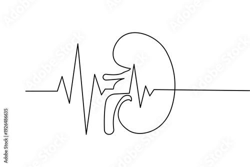 Human kidney outline vector illustration created with a single continuous line minimalist art