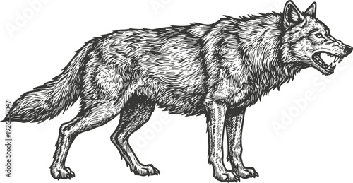 angry wolf growling aggressively side view detailed fur drawing