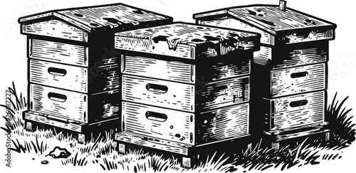 Three traditional wooden beehives on grass with protective lids, detailed vintage engraving