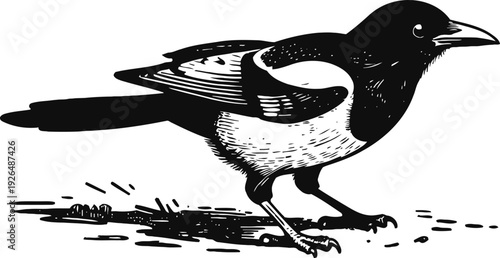Black and white illustration of a standing magpie bird with detailed feathers and long tail