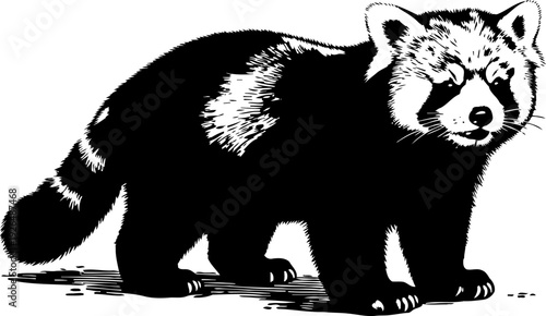 red panda illustration standing side view black and white animal drawing with detailed fur texture