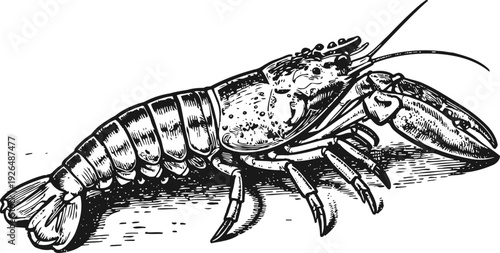 Detailed black and white lobster illustration with fine line art and realistic shading on white background