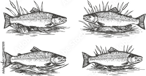 hand drawn salmon fish illustrations with water plants freshwater aquatic life detailed sketches set